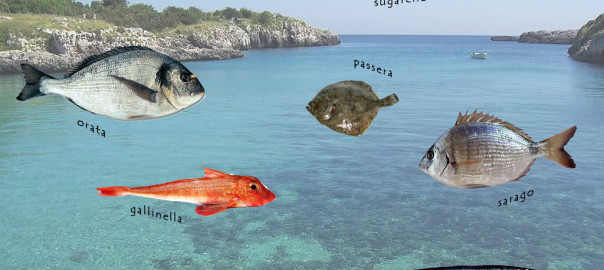 pesce di stagione